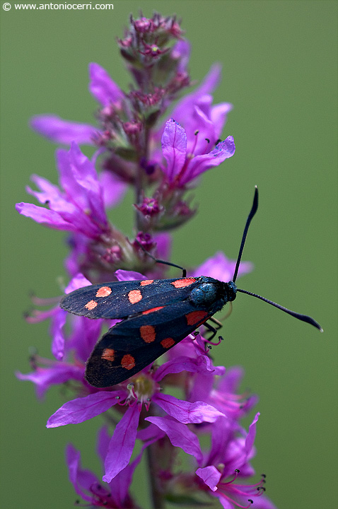 Aiuto per identificazione